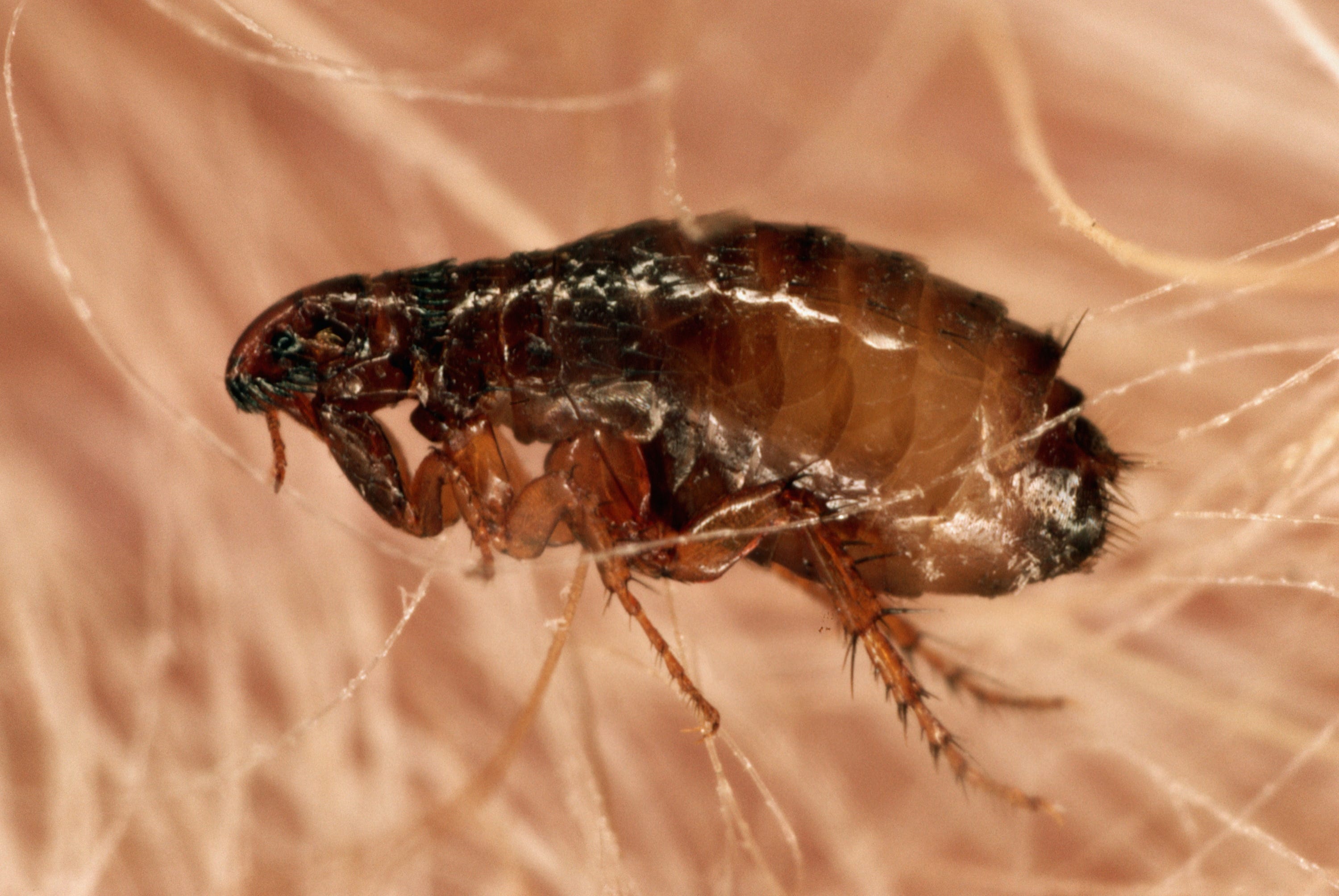 Dog Fleas