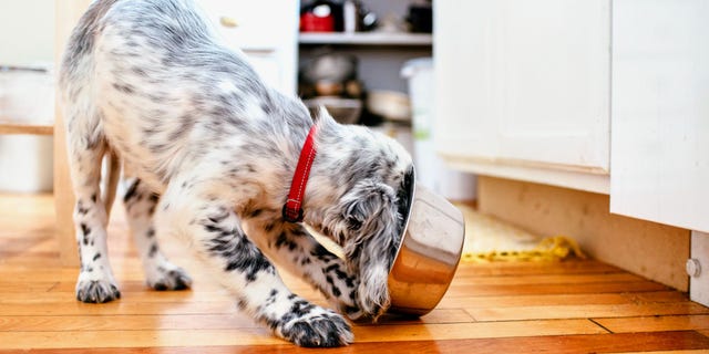 Affordable Healthy Dog Food Brands