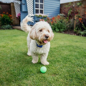 dog friendly airbnb