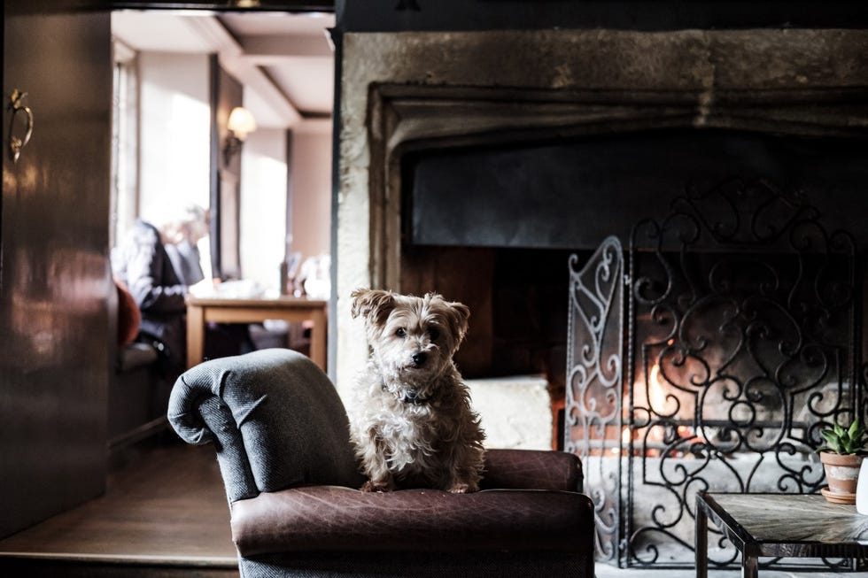 a dog sitting on a chair