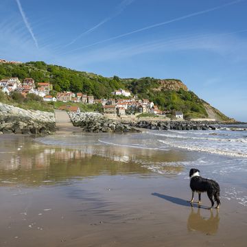 dog friendly beaches uk