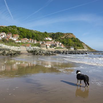 dog friendly beaches uk