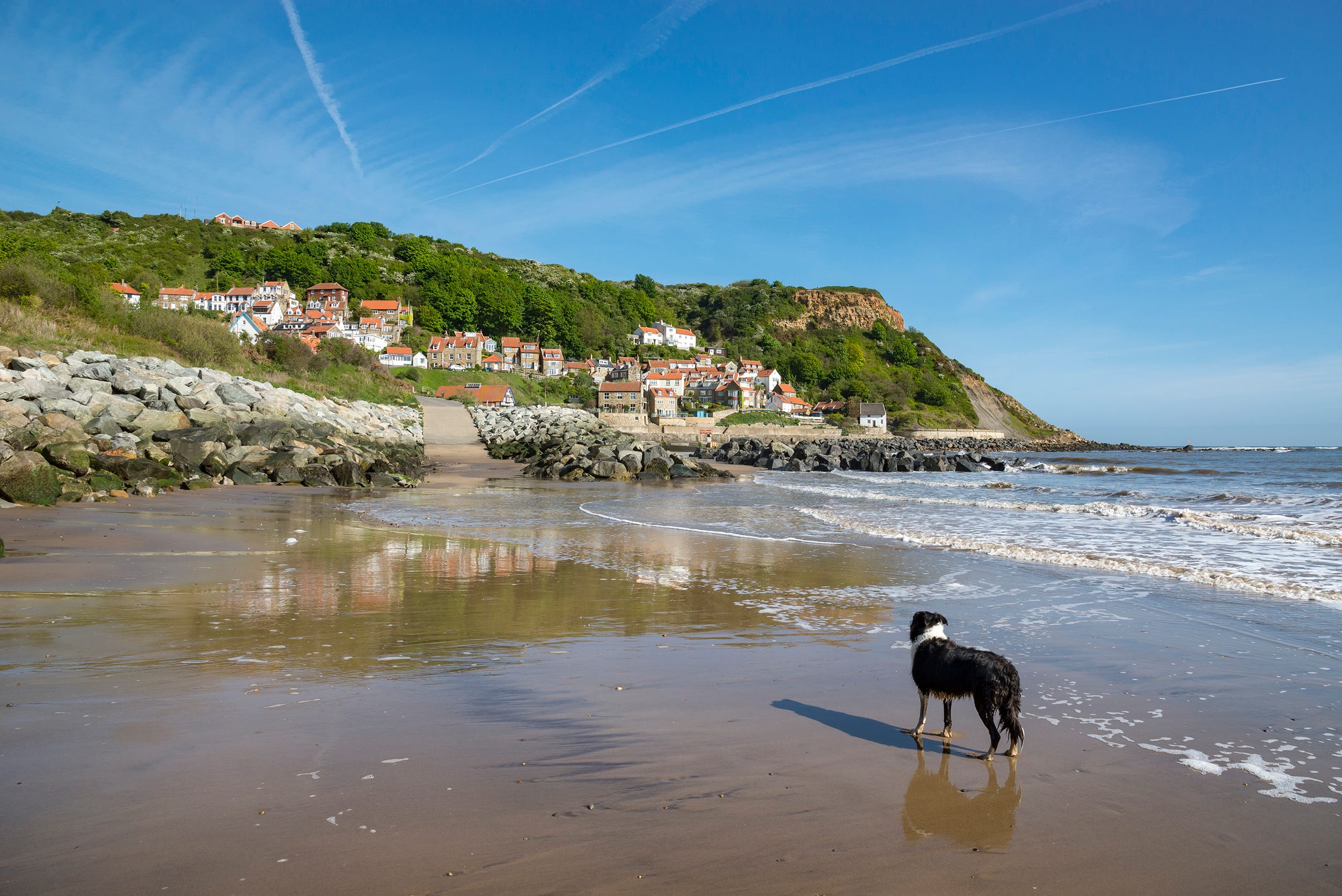 which beaches allow dogs