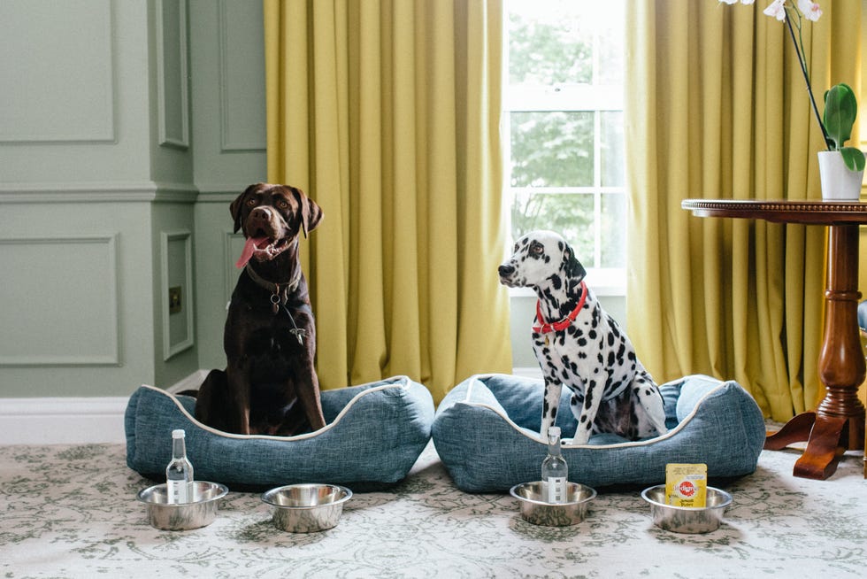 19 best dog-friendly hotels in the UK for 2023