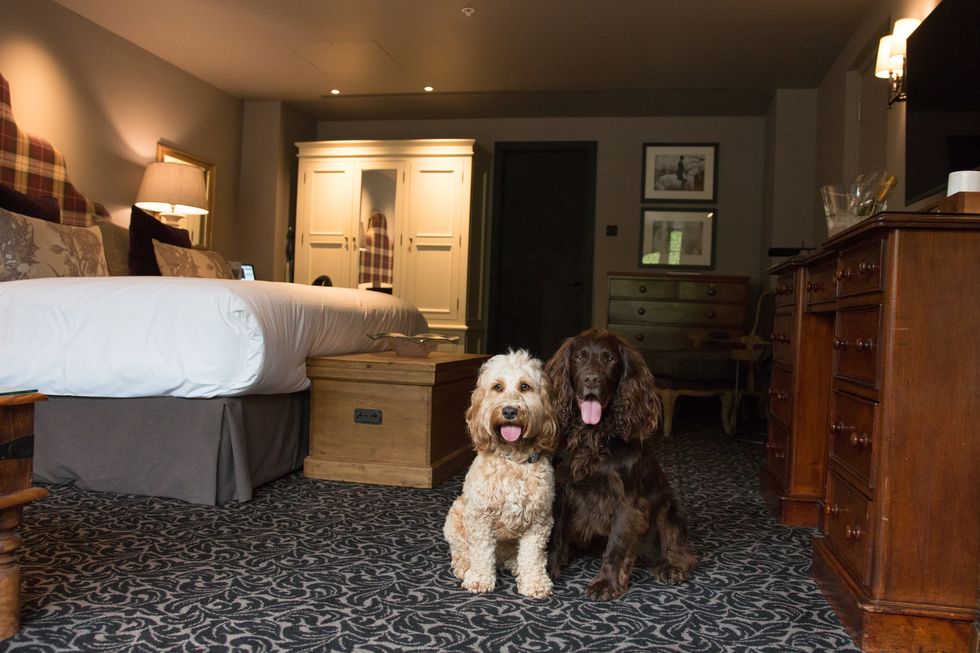 dog friendly hotels