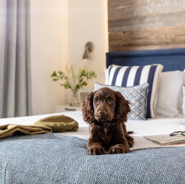 dog friendly hotels cornwall