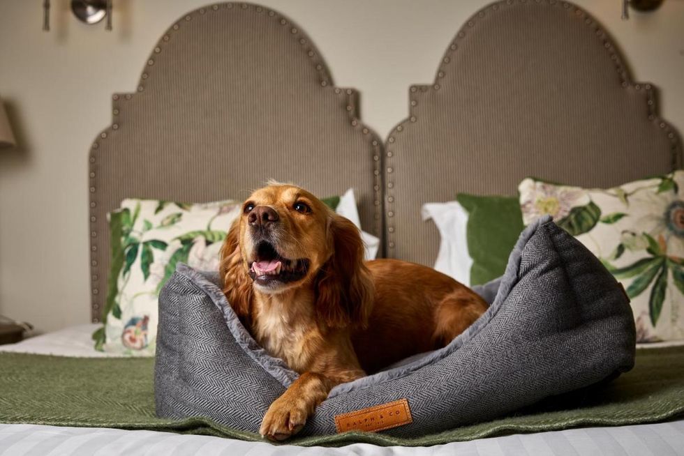 dog friendly hotels new forest