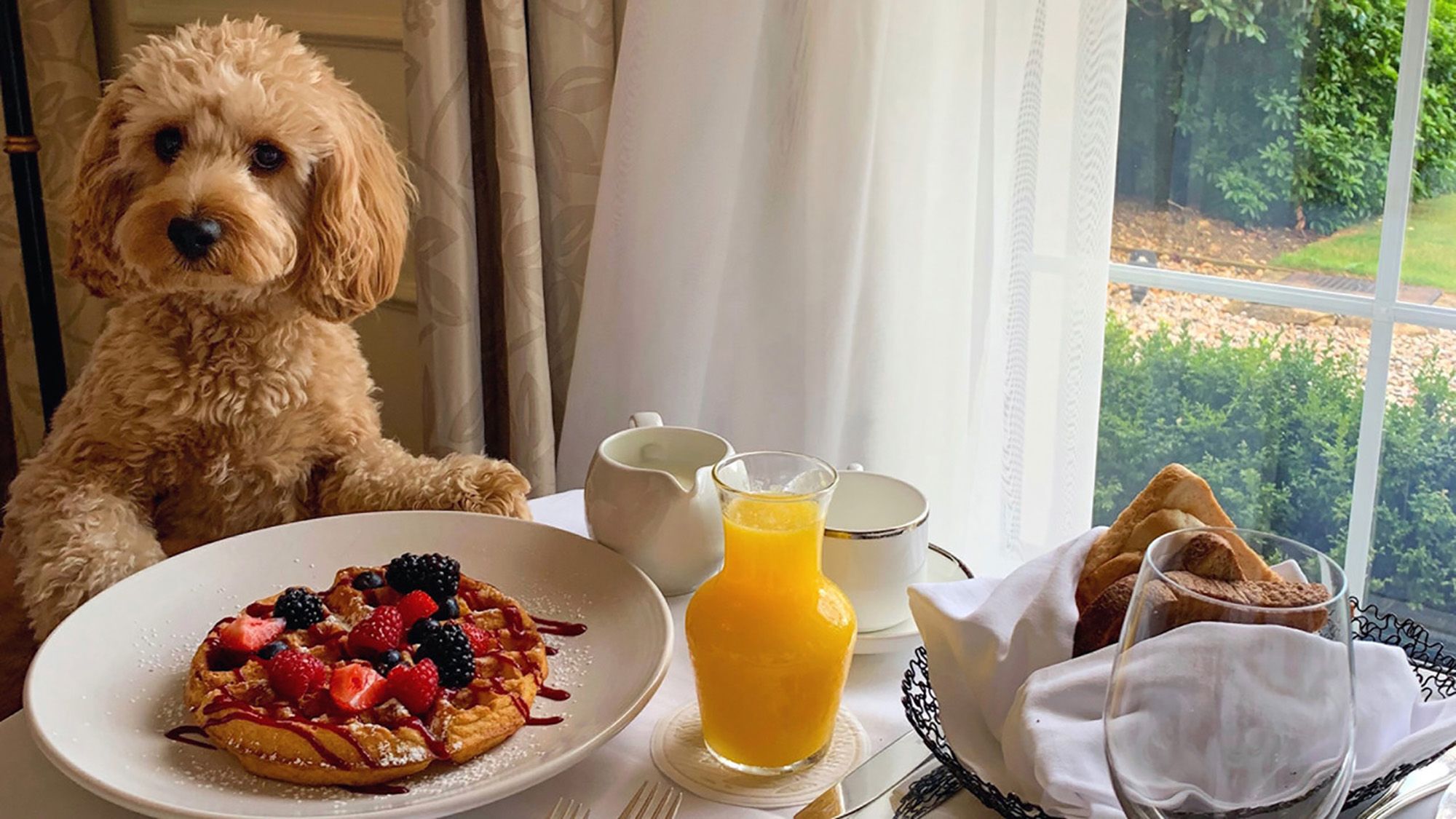 The dog-friendly hotels in the UK to check into with your pooch