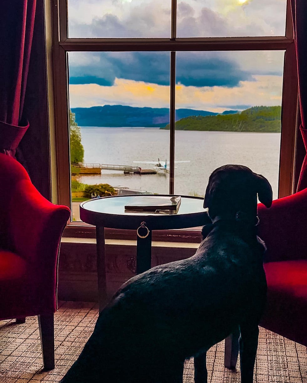 dog friendly hotels uk