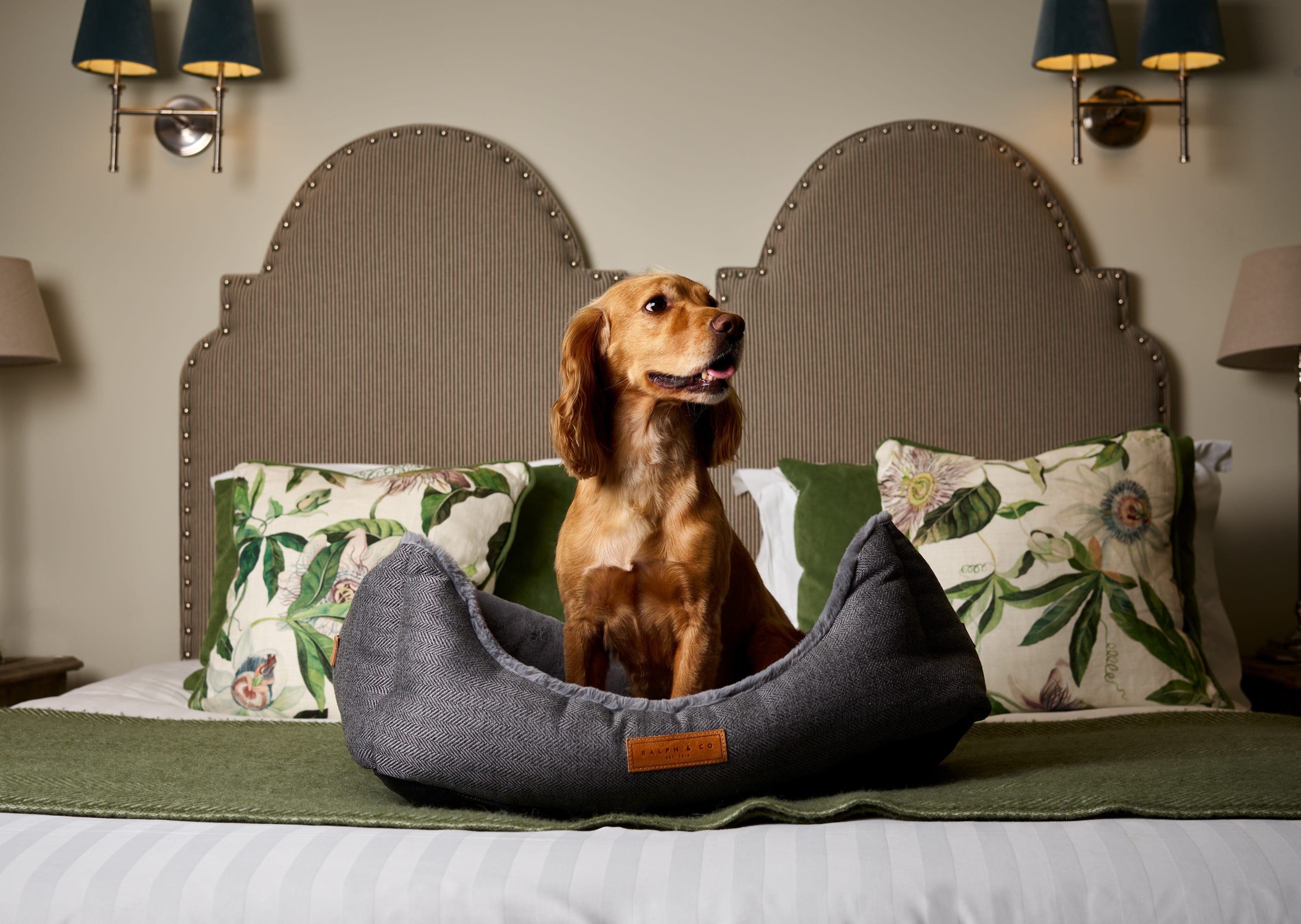 dog friendly hotels uk
