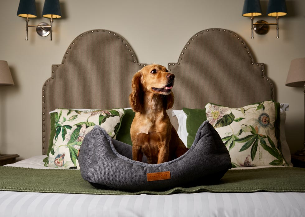 dog friendly hotels uk
