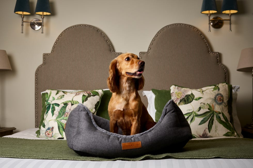The Montagu Arms dog friendly hotels uk