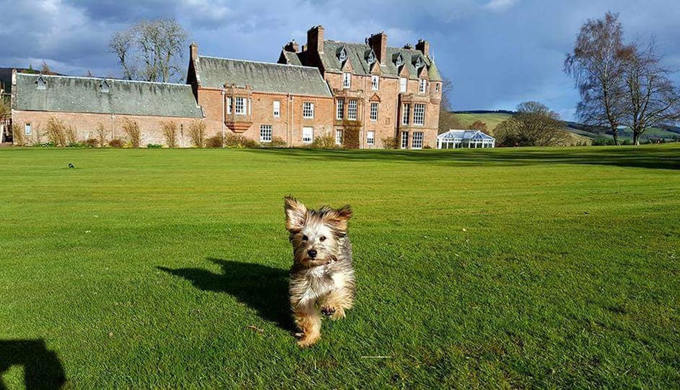 Best dog and pet-friendly hotels in UK