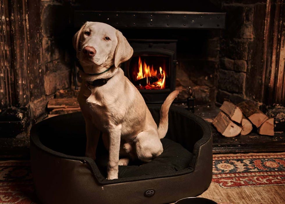 a dog sitting in a fireplace