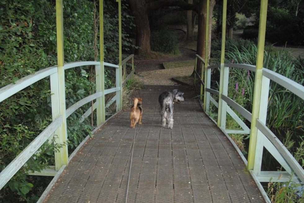 two dogs walking across a bridge to woodland