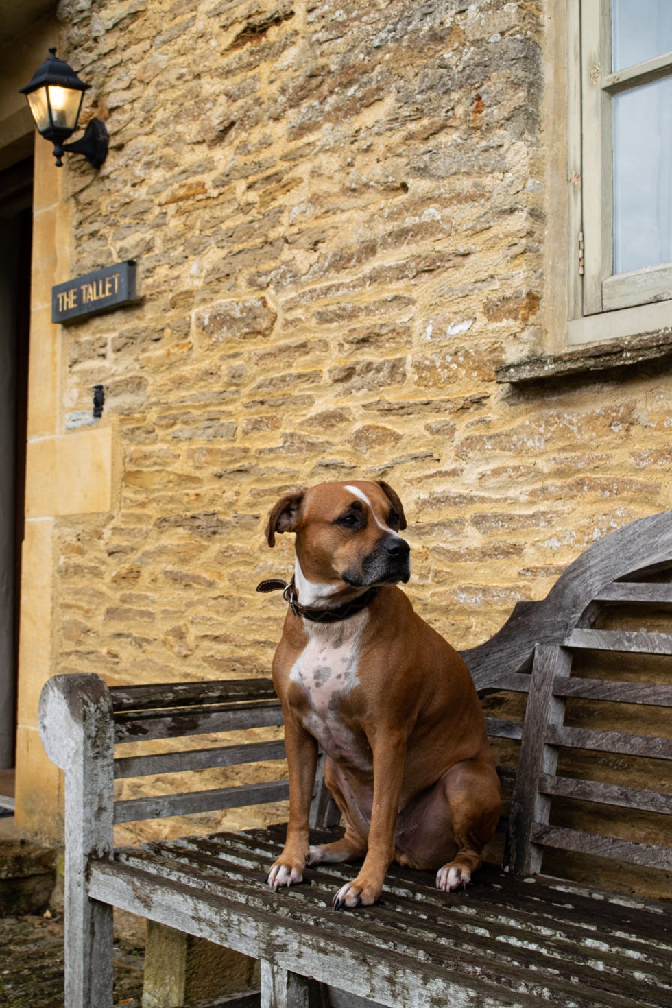 a dog sitting on a bench