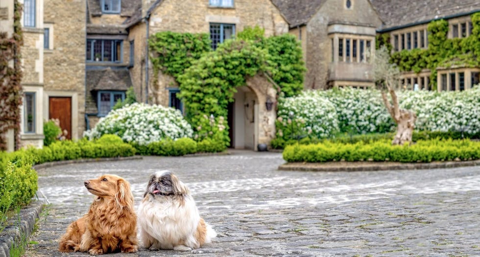 a group of dogs sitting in a driveway in front of a house