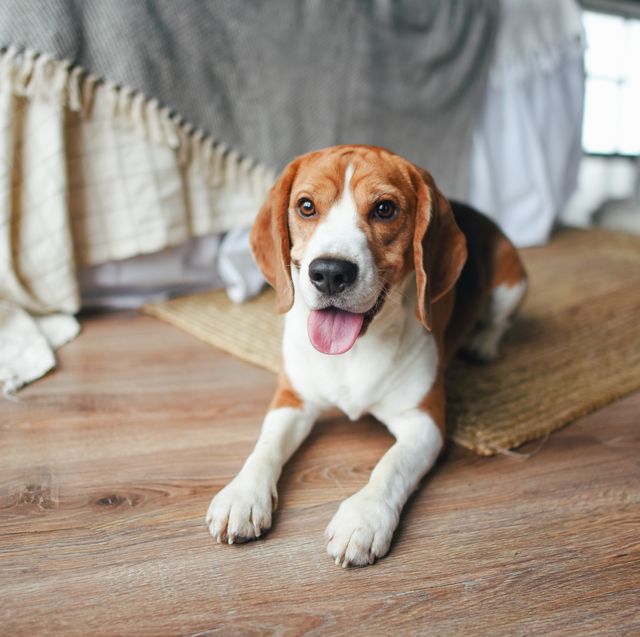 a young beagle dog lies on the floor pedigree dog home pet