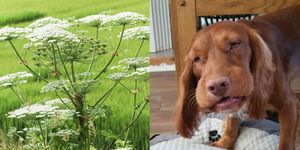 dog owner issues giant hogweed warning