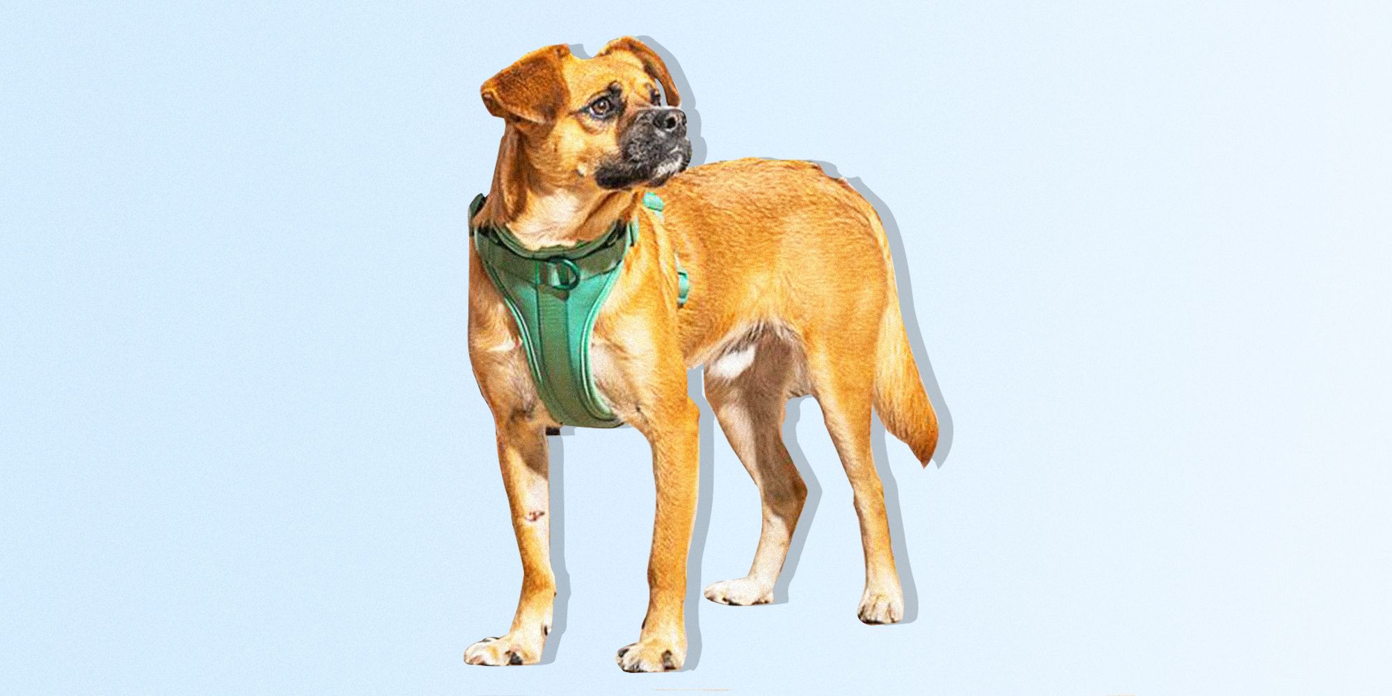 Gifts For Dog Lovers - A Southern Flare