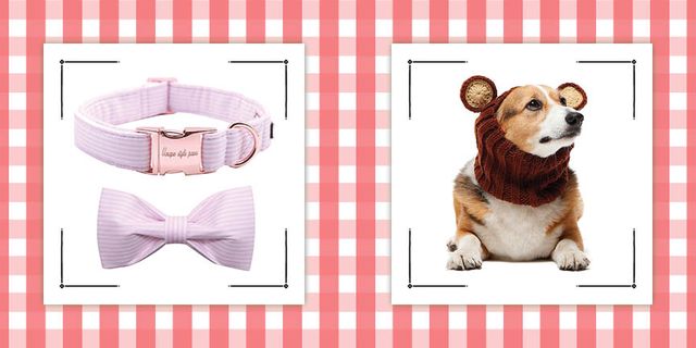 Best Gifts for Pets: Cute Presents for Your Furry Friend to Enjoy