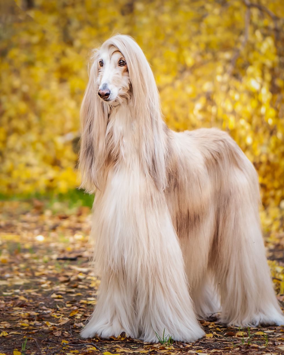 best large dog breeds afghan hound
