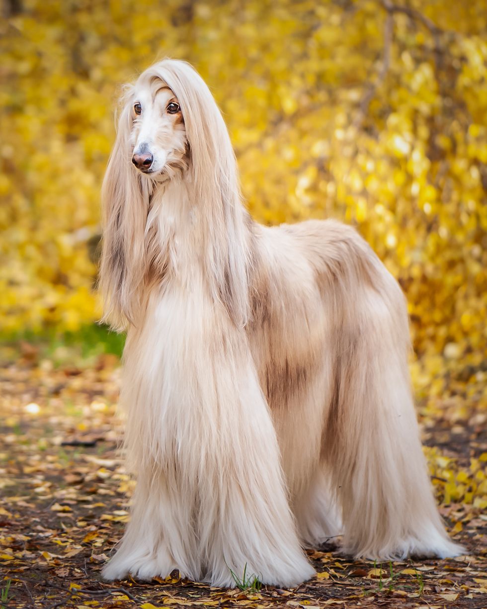best large dog breeds afghan hound