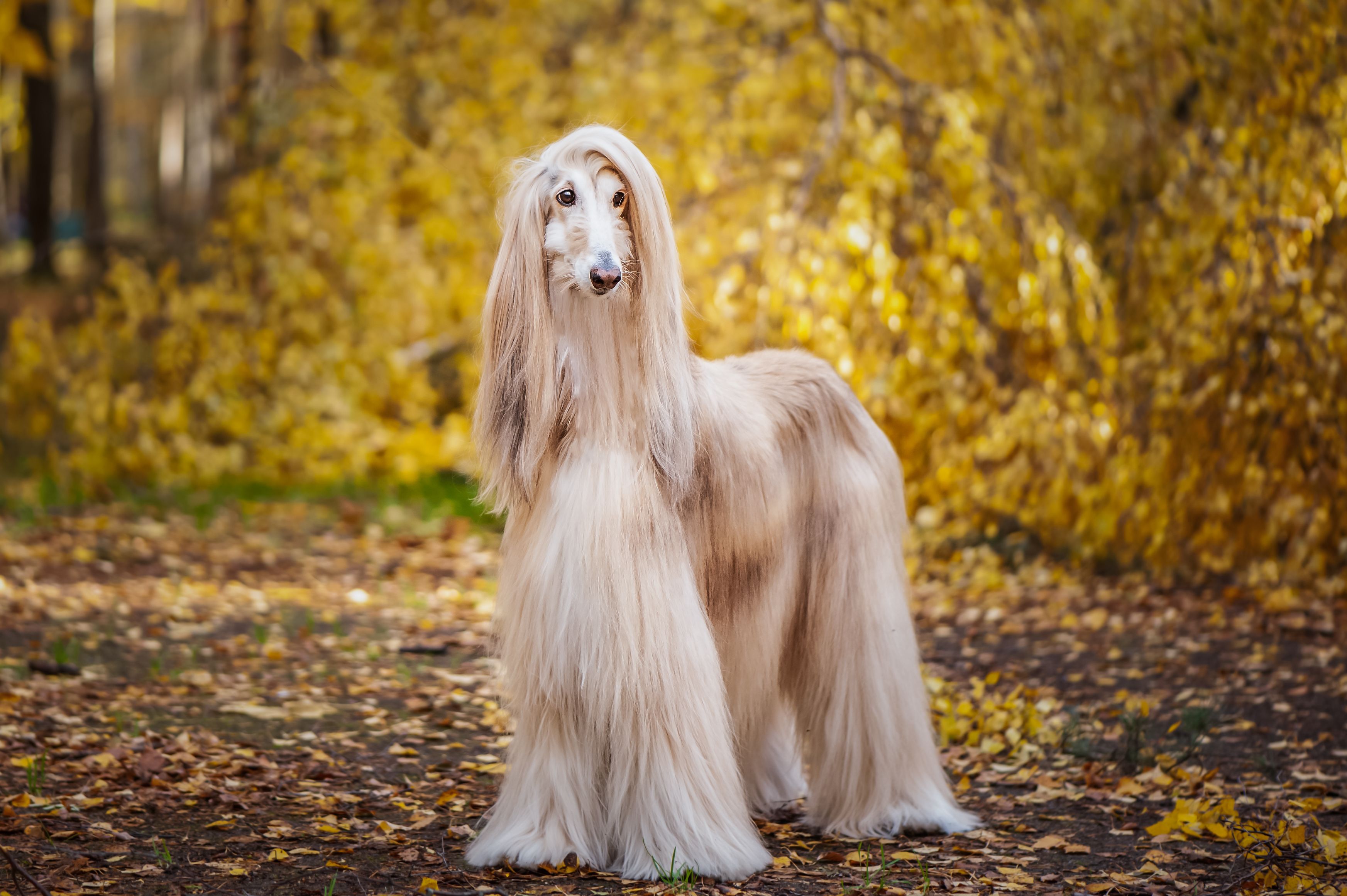 High class fashion dog breeds