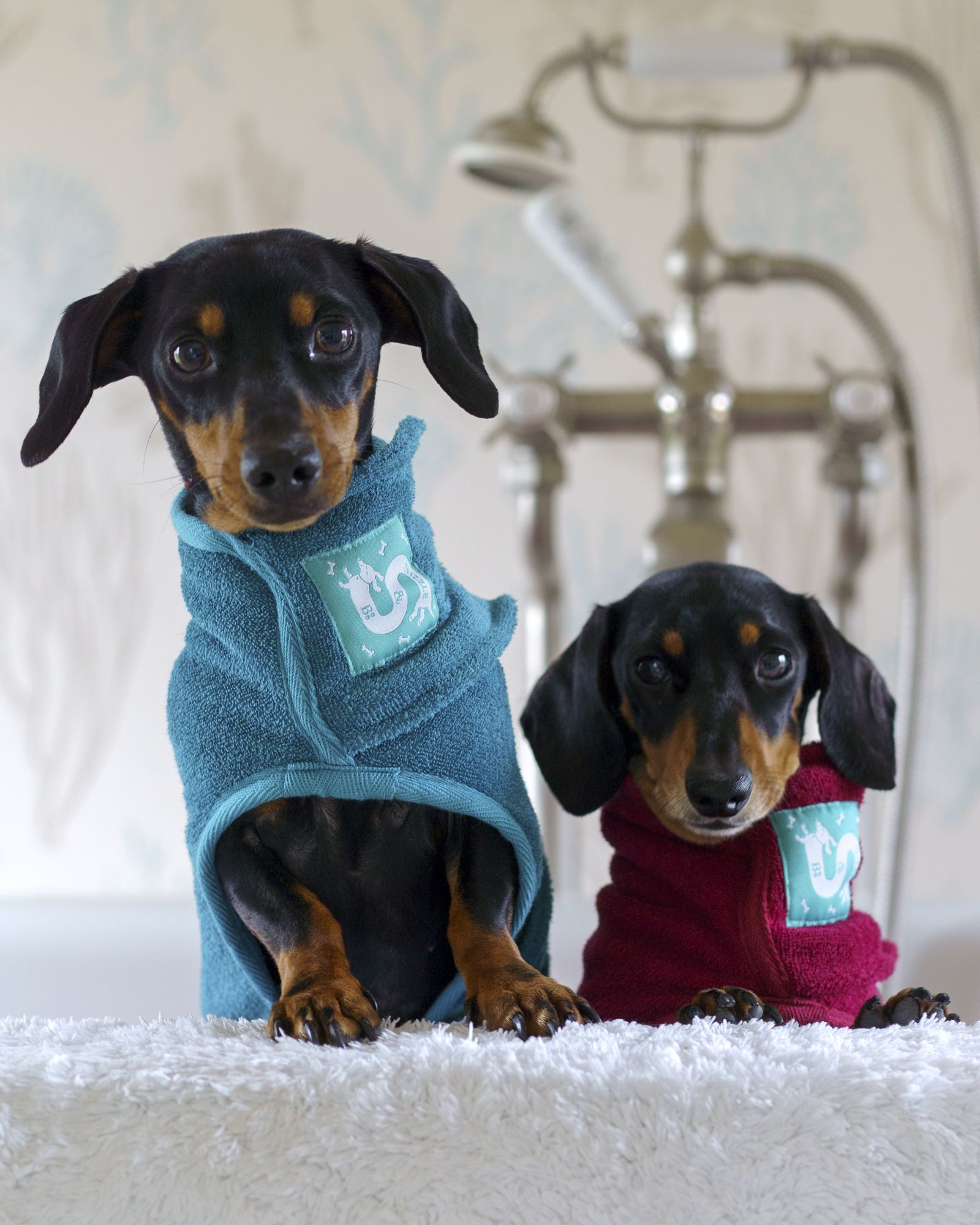 Amazon.com : Zorela Dog Robe Dog Bathrobe Towel, 400gsm Microfibre Dog  Towel Robe Dog Drying Coat, Adjustable Dog Bath Robe Towel for Drying Dogs,  Fast Drying Dog Robes for After Bath Beach