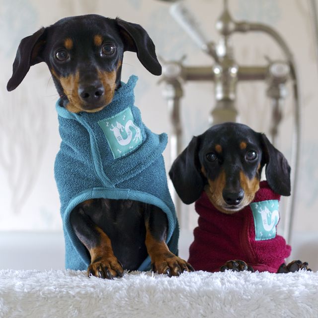 the best dog dressing gowns for drying off after walks and baths