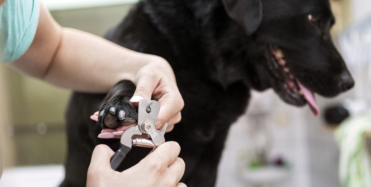 How To Find The Quick On Black Dog Nails