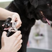dog groomer cutting nails on black labrador retriever dog