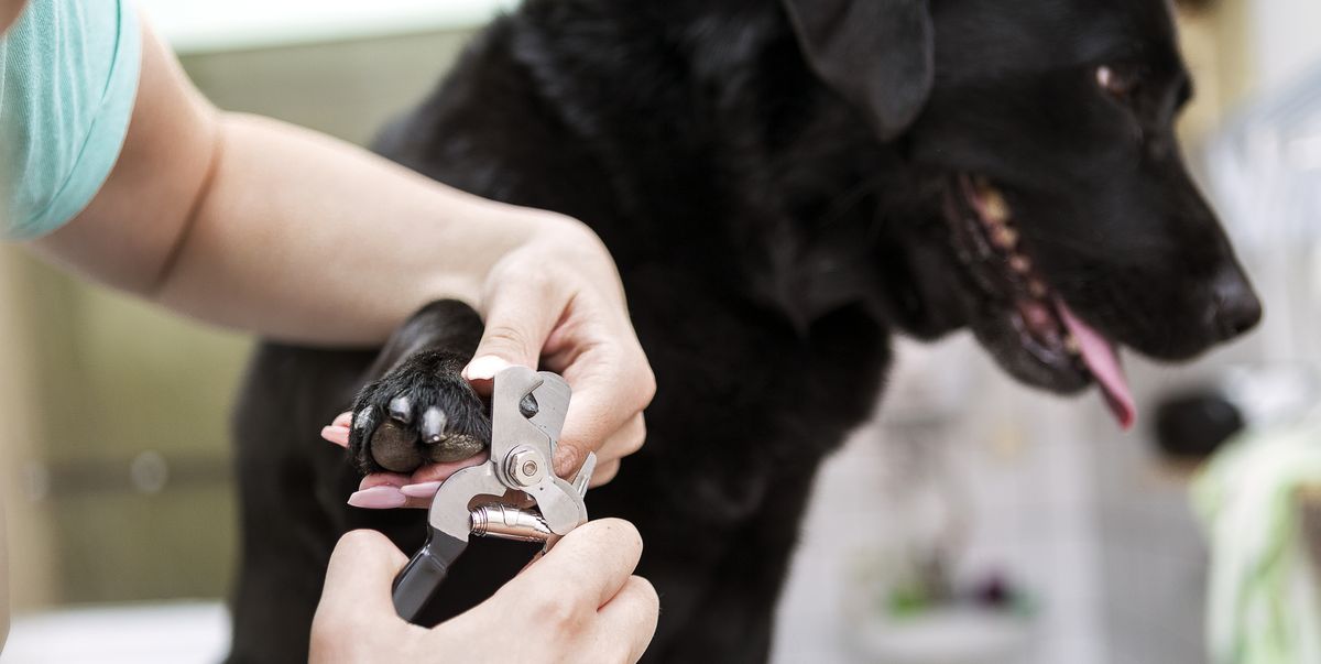 7 best dog nail clippers, according to experts