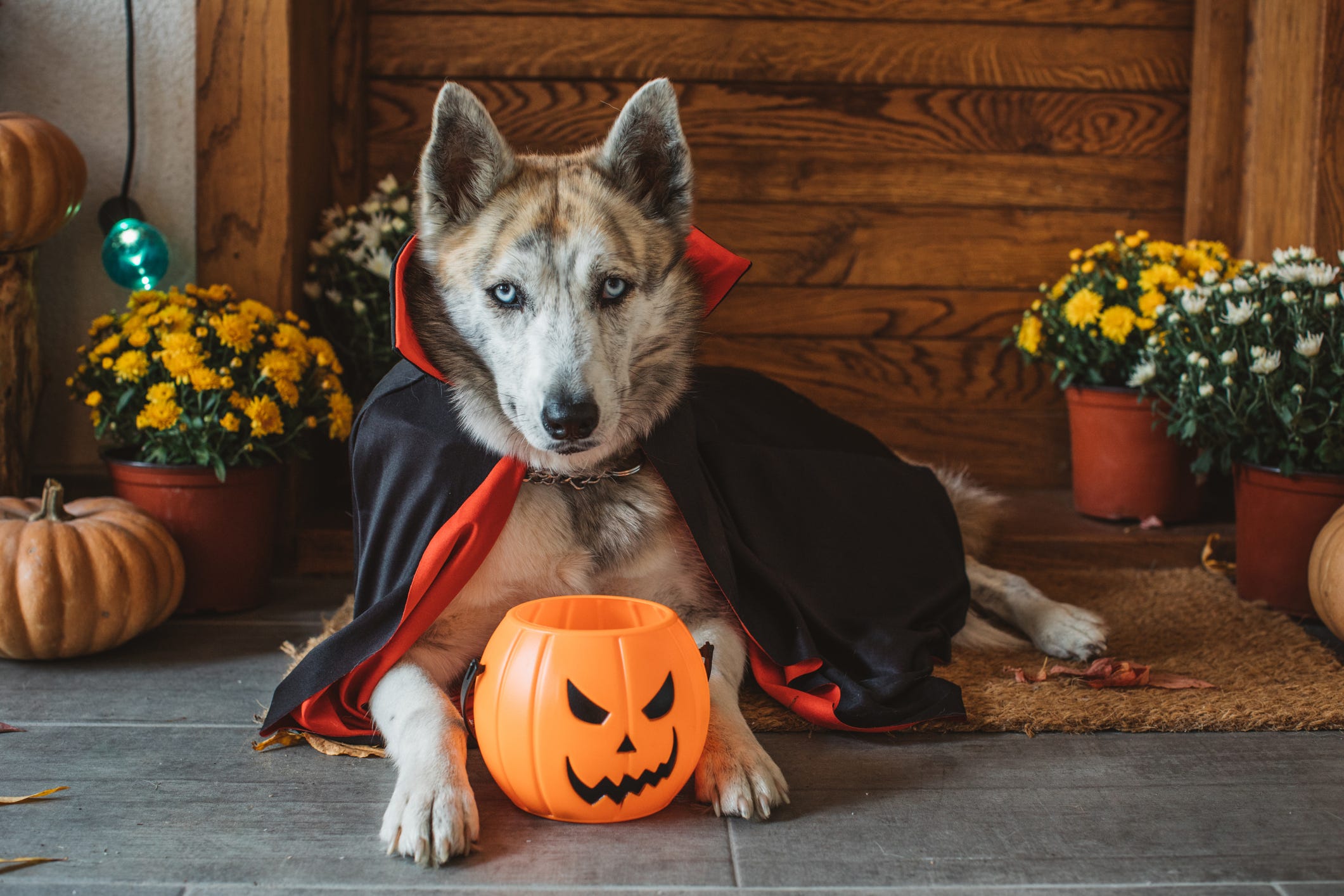 Pet Halloween Costume Ideas 2024 - Aimil Auberta