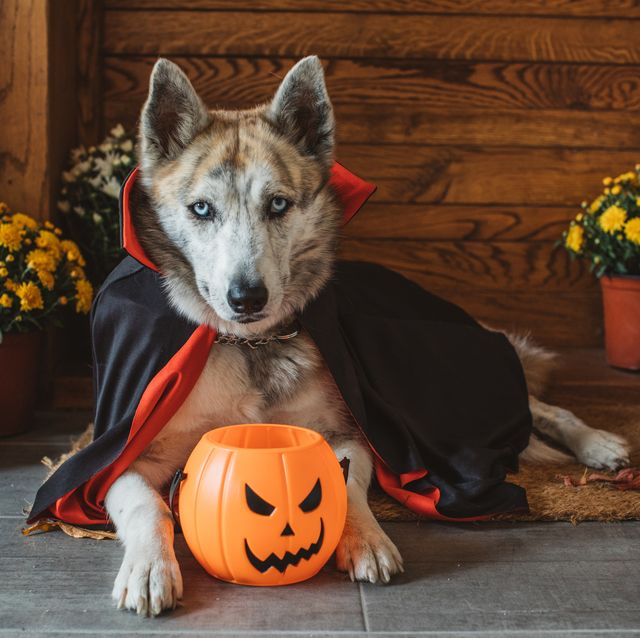 14 DIY Dog Costumes So Easy to Make It's Scary