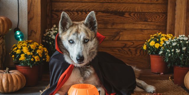 49 Best Dog Costume Ideas - DIY Pet Halloween Costumes