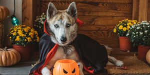 domestic dog on porch dressed in vampire costume for halloween