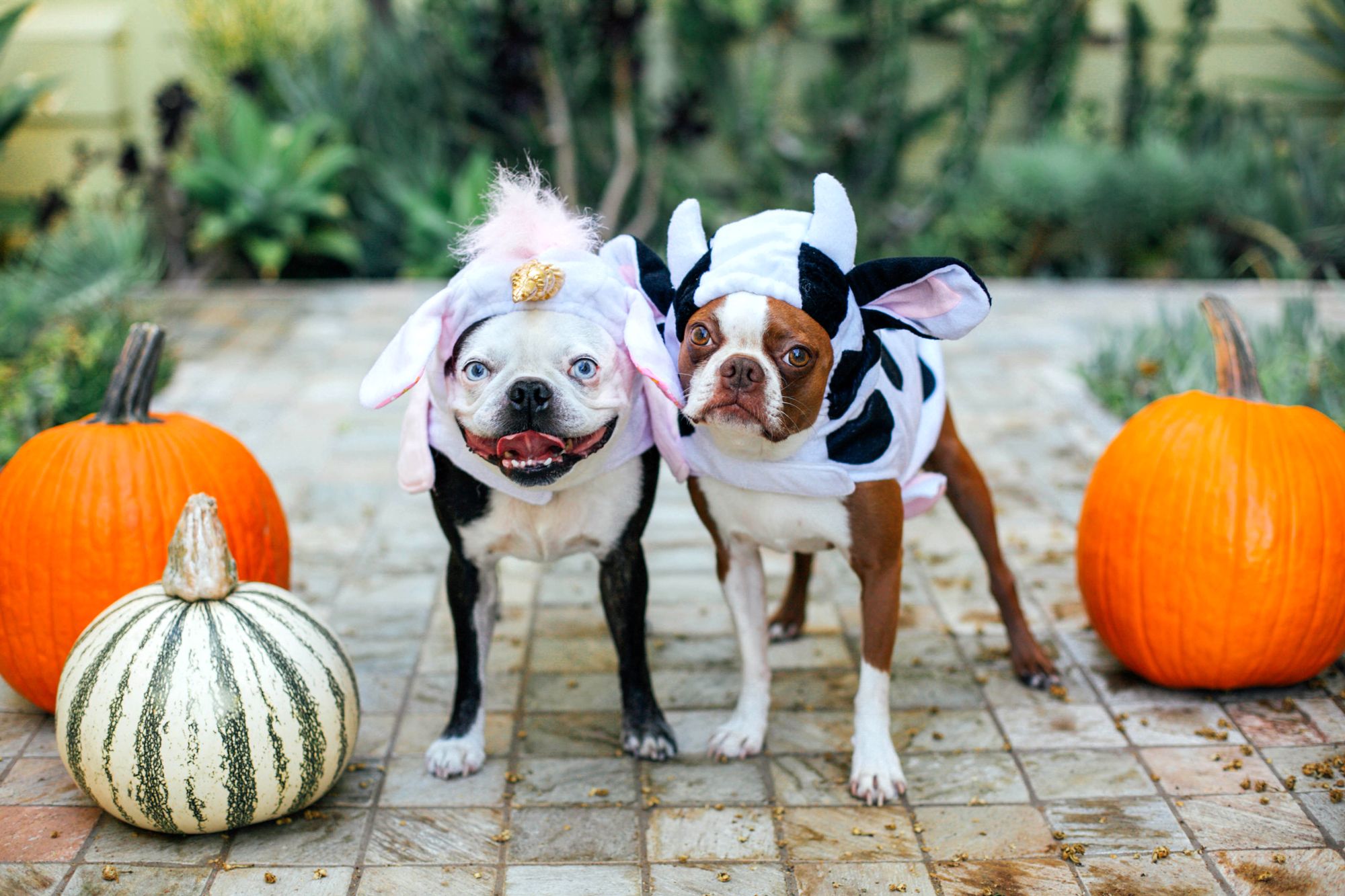 cute halloween dogs