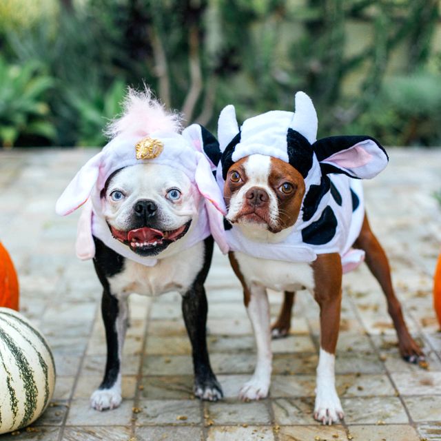 dogs in unicorn and cow halloween costumes