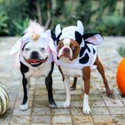 dogs in unicorn and cow halloween costumes