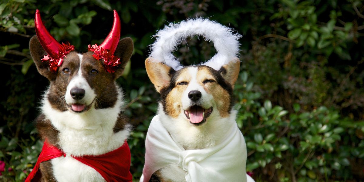 17 Funny Dog Halloween Costumes in 2020 - Best Pet Costume Ideas