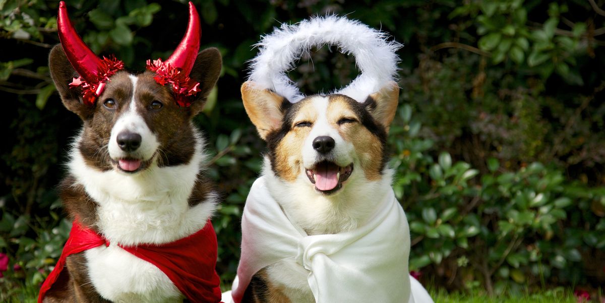 [Image: dog-halloween-costumes-1532555692.jpg?cr...ize=1200:*]