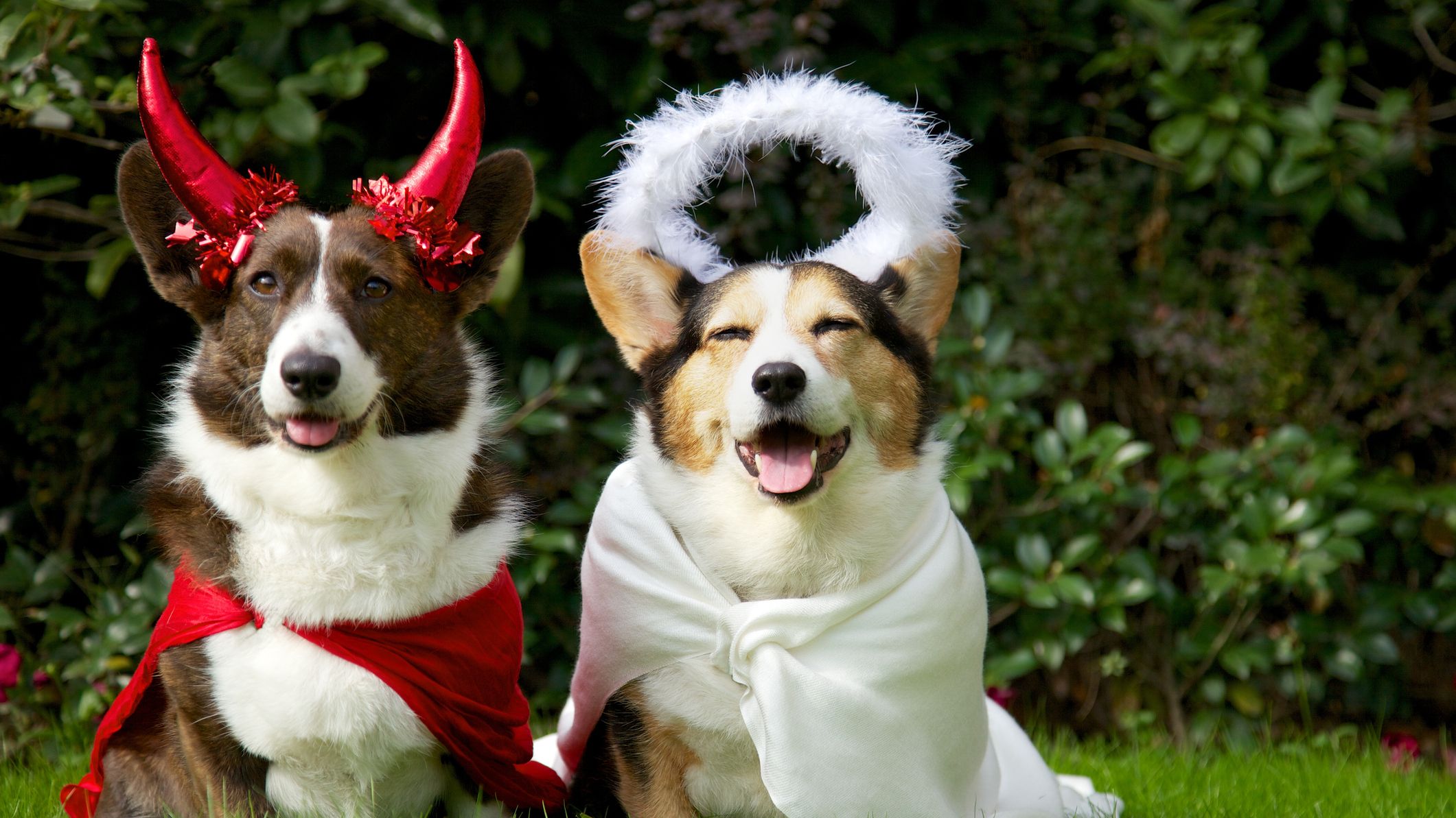 8 Cutest Fashion Designer & Celebrity Pet Dogs