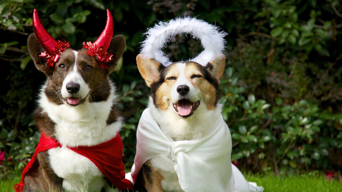 preview for Dog Costumes From The 27th Annual Tompkins Square Halloween Dog Parade