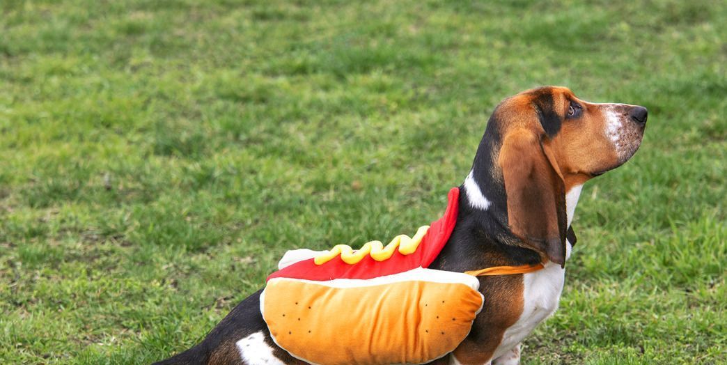 40 Best Dog Halloween Costumes 2024 - Cute Dog Costume Ideas