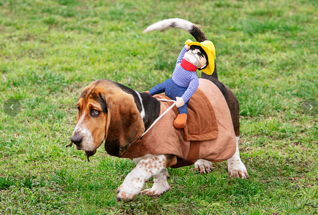 25 Best Dog Halloween Costumes of 2024