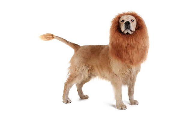 FRISCO Lion Mane Dog & Cat Costume, Medium 