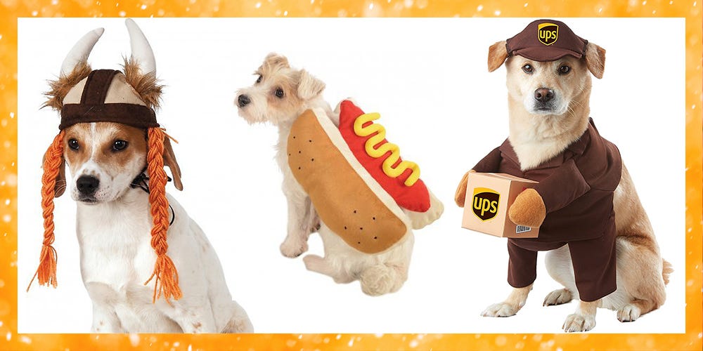 Quiz: What's the Perfect Halloween Costume for Your Dog?