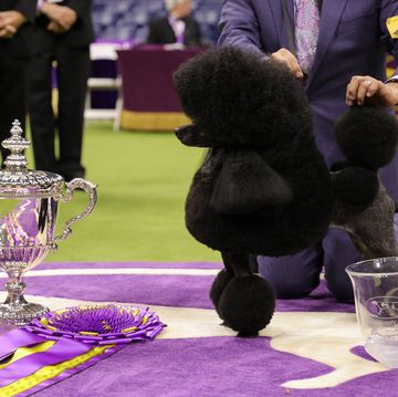 148th annual westminster kennel club dog show best in show