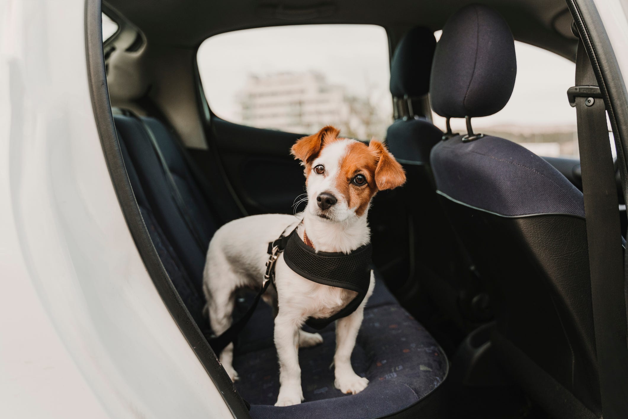 are dog harnesses safe